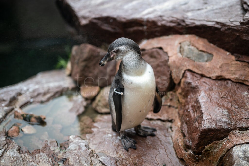 Süßer Pinguinnachwuchs im Tiergarten Nürnberg: Ernie und Bärbel zeigen sich endlich den Besucher! - tennews NÜRNBERG - 🐧 Süße Überraschung im Tiergarten! Pinguinnachwuchs Ernie und Bärbel erkunden nach Monaten im behäteten Nest ihre Welt! 🎉