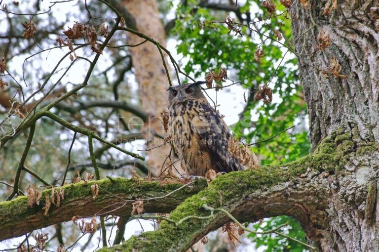NÜRNBERG - 🐾 Erinnerung: Morgen startet die neue Vortragsreihe im Tiergarten – spannende Einblicke zu Artenschutz, Forschung und Wildtieren, Eintritt frei! 🌱