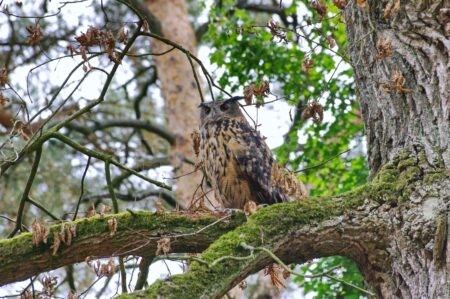 NÜRNBERG - 🐾 Neue Vortragsreihe im Tiergarten startet am Donnerstag (25.09.2025): Artenschutz, Forschung und spannende Tiergeschichten – Eintritt frei! 🌱