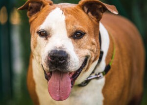 PFAFFENHOFEN AN DER ILM - 🐕 Unbekannter setzt am Sonntag (01.09.2025) American Staffordshire Terrier am Bahnhof aus! Polizei ermittelt und sucht Zeugen! 👮‍♂