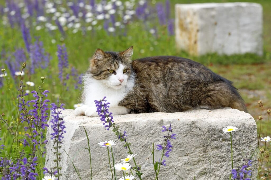 REGENSBURG - 🐱 Neue Katzenschutzverordnung ab 1. Januar 2026: Chip- und Registrierpflicht für freilaufende Katzen, mehr Tierschutz und Sicherheit! 🏷️