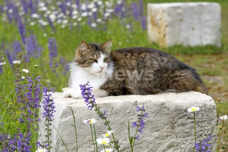 REGENSBURG - 🐱 Neue Katzenschutzverordnung ab 1. Januar 2026: Chip- und Registrierpflicht für Katzen, mehr Tierschutz und Sicherheit für Tiere! 🏷