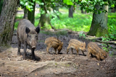 STUTTGART - 🐗 Wildschweine im Herbst besonders aktiv! PETA gibt Verhaltenstipps für Begegnungen in Stadt und Wald - Abstand halten und nicht füttern! 🌳