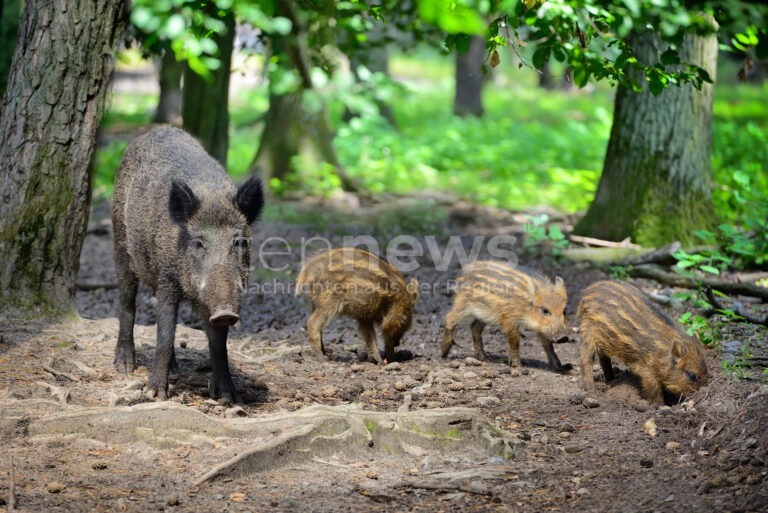 STUTTGART - 🐗 Wildschweine im Herbst besonders aktiv! PETA gibt Verhaltenstipps für Begegnungen in Stadt und Wald - Abstand halten und nicht füttern! 🌳
