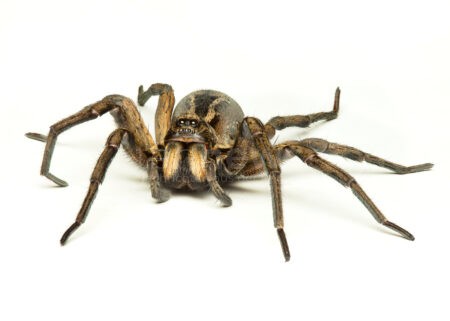 🕷️ Wolfsspinnen krabbeln in Wohnungen! Experten verraten: So reagieren Hausbesitzer richtig auf die achtbeinigen Eindringlinge! 🏠