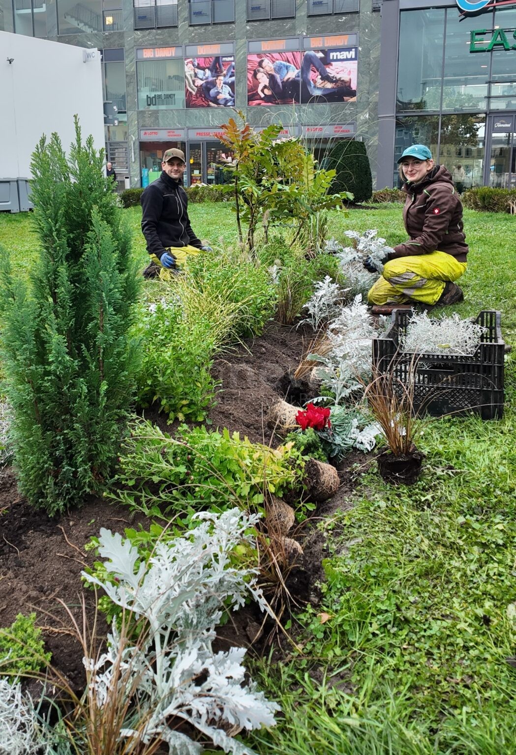 PASSAU - 🌸 Herbst- und Winterpflanzung: Stadtgärtnerei bringt Farbe in die Stadt – Tipps für die eigene Pflanzung und Pflege im Garten! 🍂