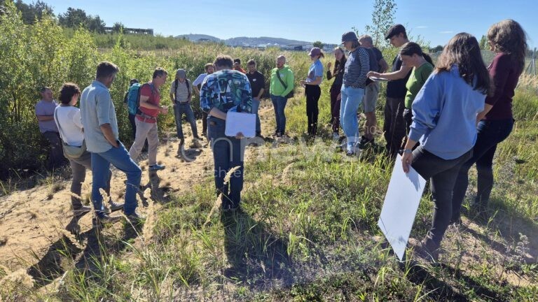 BAMBERG - 🌿 25 Jahre "SandAchse Franken" am Freitag (17.10.2025)! Über 480 Pflanzenarten auf Straßenrändern - Bambergs Naturschutz begeistert Fachleute!
