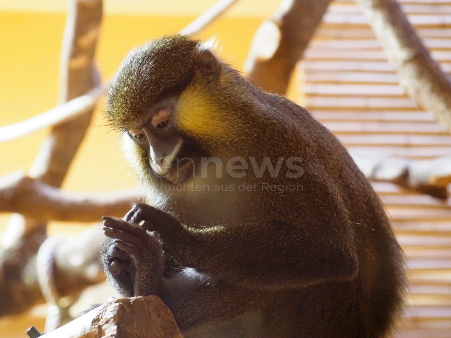 Zwei neue Blaumaulmeerkatzen in Hellabrunn: Weibchen aus französischem Zoo angekommen - Nachwuchs möglich! - tennews MÜNCHEN - 🐒 Neue Blaumaulmeerkatzen im Tierpark Hellabrunn! Zwei Weibchen aus Frankreich angekommen - Nachwuchs bei seltenen Primaten möglich! 🎉