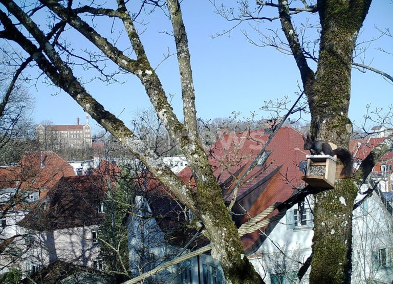 KAUFBEUREN - 🐿 Erstes Seil für Eichhörnchen im Allgäu am Donnerstag (09.10.2025) Erfolg: Tote Tiere fast auf null gesunken - geniales Projekt rettet Leben! 🎉