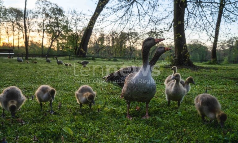 DEUTSCHLAND - Vogelgrippe macht Weihnachtsgänse teurer! Deutsche Gans kostet bis zu 130 Euro - Geflügelbetriebe kämpfen mit Handelsverboten!