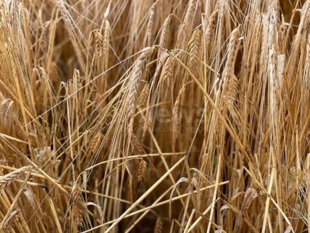 MÜNCHEN - 🌾 Gerste als gesunde Reis-Alternative entdeckt! Neun Mal mehr Ballaststoffe und klimafreundlicher - Verbraucherzentrale klärt auf! 💪