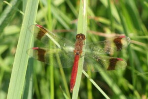 SCHWABACH - 🦋 Gebänderte Heidelibelle ist Libelle des Jahres 2025! Über 10.000 Tiere im Rednitztal gezählt - wichtigstes Vorkommen in Nordbayern! 🌿
