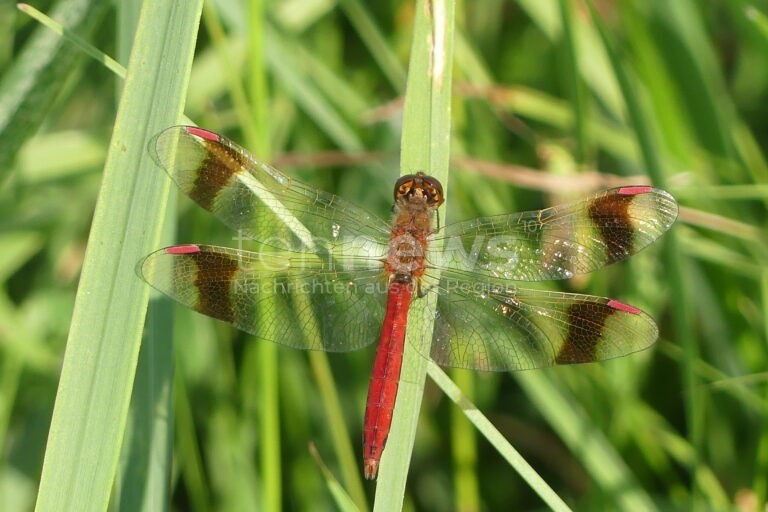SCHWABACH - 🦋 Gebänderte Heidelibelle ist Libelle des Jahres 2025! Über 10.000 Tiere im Rednitztal gezählt - wichtigstes Vorkommen in Nordbayern! 🌿