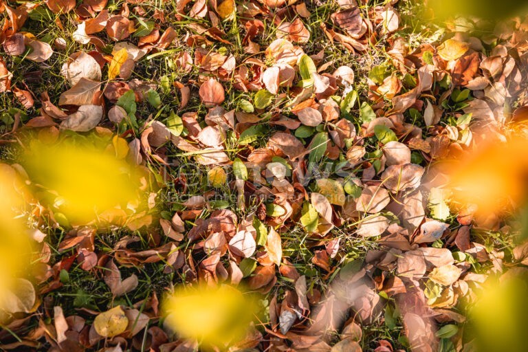 NÜRNBERG - 🍂 Sör entfernt über 500 Tonnen Laub – Tipps zur Entsorgung, Umwelt und Sicherheit für Anwohner und Gartenfreunde! 🌳