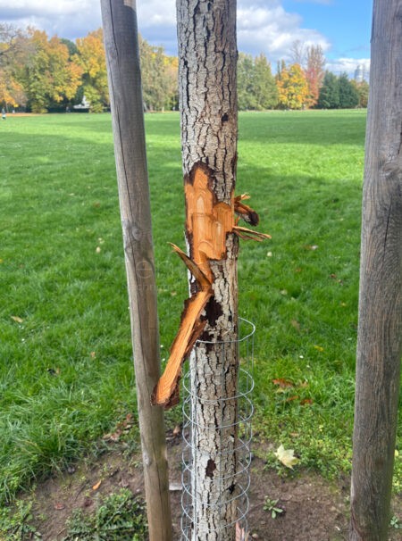 NÜRNBERG - 🌳 Mutwillige Zerstörung! Unbekannte schälen Rinde von drei jungen Bäumen ab - Bäume nicht mehr zu retten! Anzeige erstattet! ⚠️