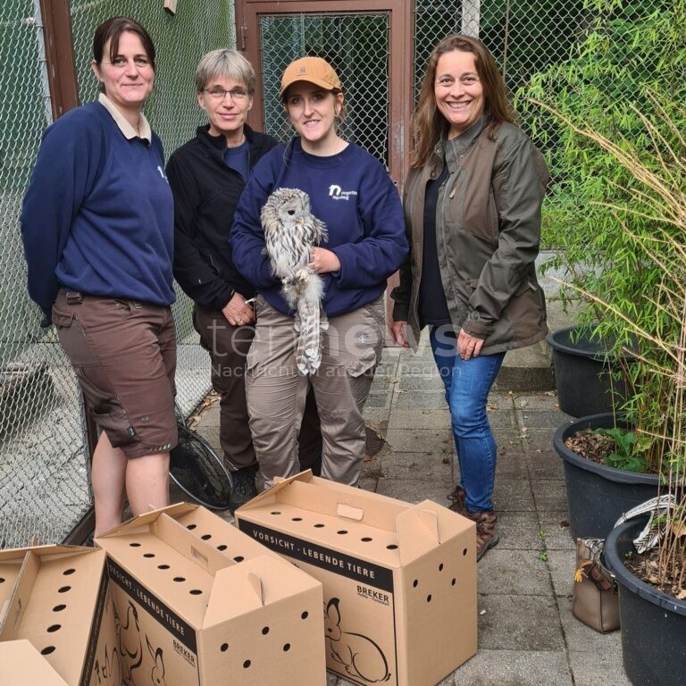 NÜRNBERG - 🦉 Vier Habichtskäuze aus dem Tiergarten ausgewildert: Artenschutz, internationale Zusammenarbeit und Hoffnung für die seltene Eule! 🌲