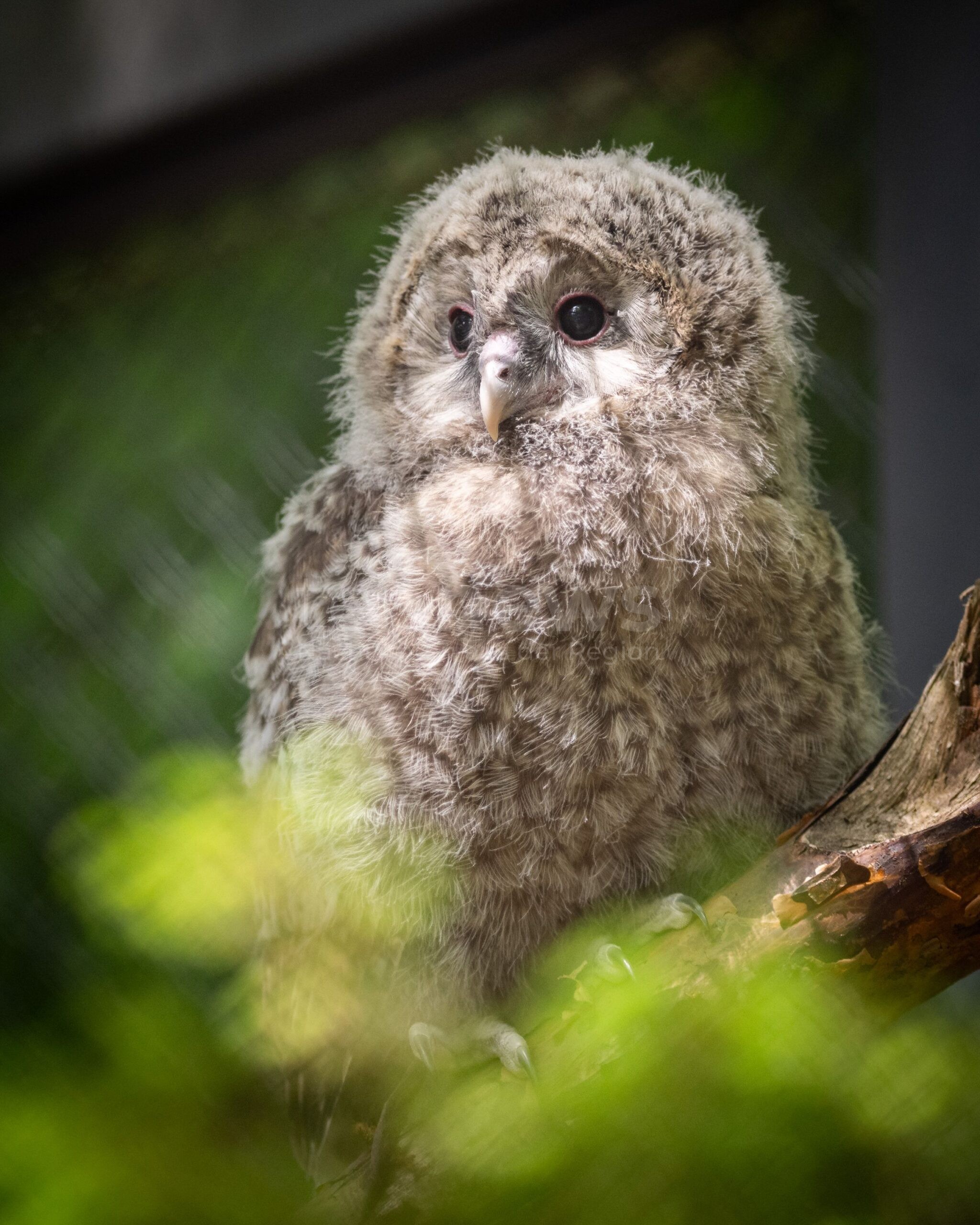 Nürnberg: Vier Habichtskäuze aus dem Tiergarten erfolgreich ausgewildert - tennews NÜRNBERG - 🦉 Vier Habichtskäuze aus dem Tiergarten ausgewildert: Artenschutz, internationale Zusammenarbeit und Hoffnung für die seltene Eule! 🌲