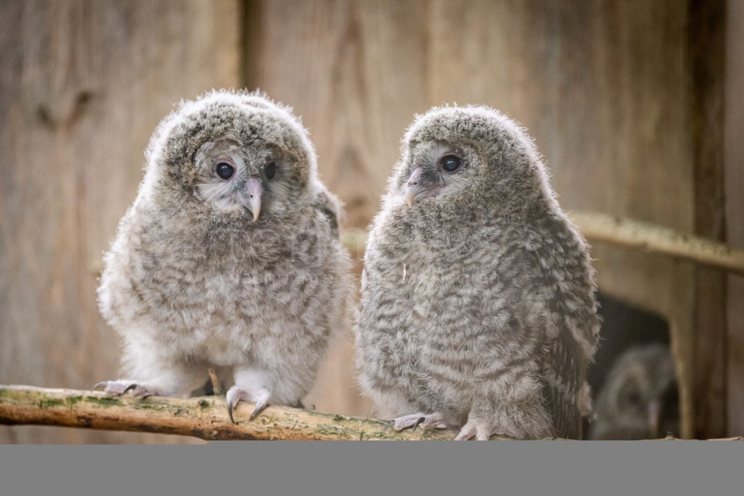 Nürnberg: Vier Habichtskäuze aus dem Tiergarten erfolgreich ausgewildert - tennews NÜRNBERG - 🦉 Vier Habichtskäuze aus dem Tiergarten ausgewildert: Artenschutz, internationale Zusammenarbeit und Hoffnung für die seltene Eule! 🌲