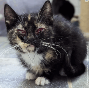 DEUTSCHLAND - 🐱 Tierärzte-Umfrage bestätigt: Kastrationspflicht für Freigängerkatzen würde Straßenkatzenleid verringern! 92 Prozent erwarten positive Effekte! 📊