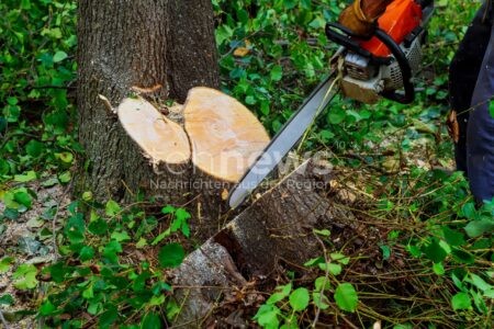 BAMBERG - 🌳 Gartenamt beginnt Winterfällungen! 217 geschädigte Bäume müssen weichen - 100 Jungbäume werden nachgepflanzt! 🌱