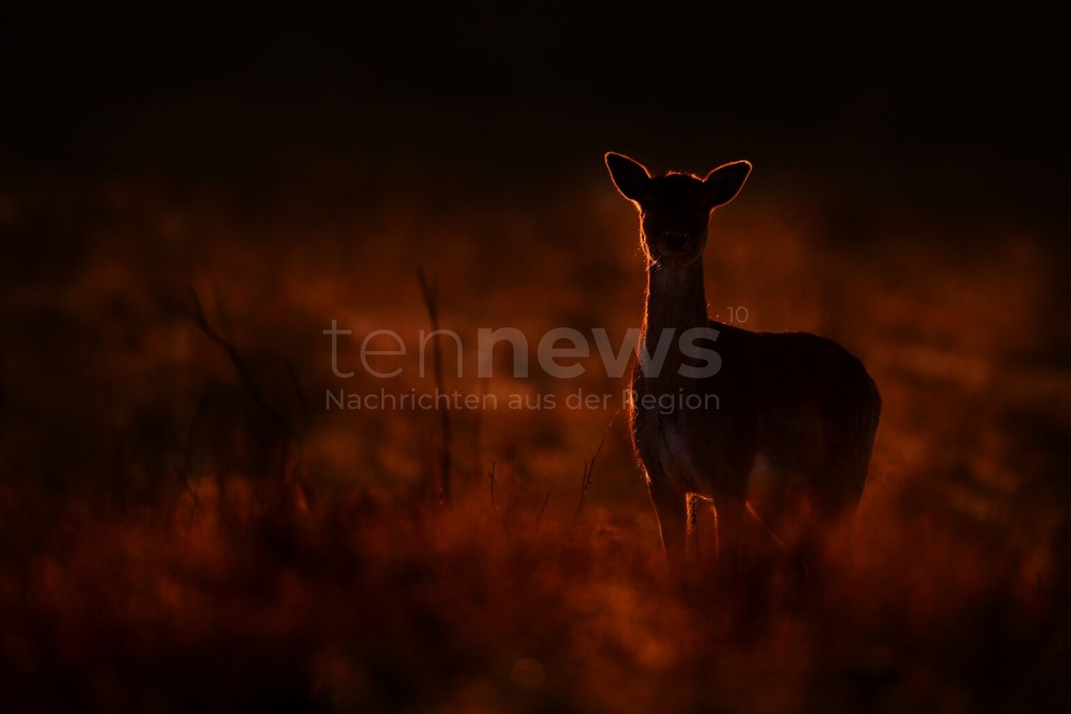 Fahrer weicht Reh aus: BMW prallt gegen drei Bäume - tennews VESTENBERGSGREUTH - 🦌 Wildunfall am Freitag (10.10.2025)! BMW-Fahrer (28) weicht Reh aus und prallt gegen drei Bäume - Totalschaden! 🌳