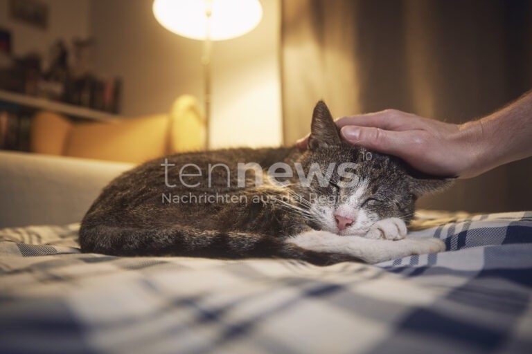 NEUMARKT IN DER OBERPFALZ - 😾 Kater am Mittwoch (01.10.2025) mit Luftgewehr angeschossen! Oberschenkelbruch nach brutalem Angriff - Polizei sucht Zeugen! 🚔