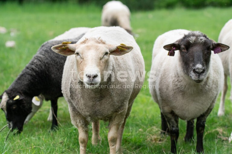 GARCHING - 🐑 Schaf spaziert am Mittwoch (08.10.2025) auf A9! Autobahn 60 Minuten gesperrt - Schäferin fängt Ausreißer ein! 🚔