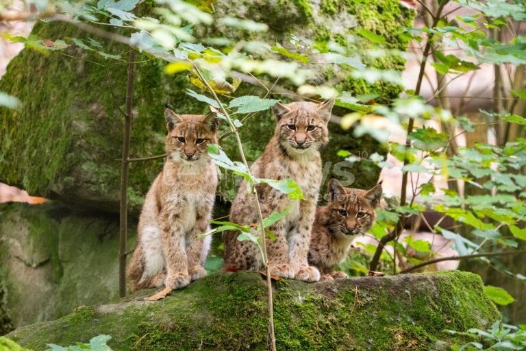 NÜRNBERG - 🐱 Luchsnachwuchs im Tiergarten! Dreifacher Nachwuchs und erste Geburt in Sachsen seit 300 Jahren durch Nürnberger Luchs "Chapo"! 🌲