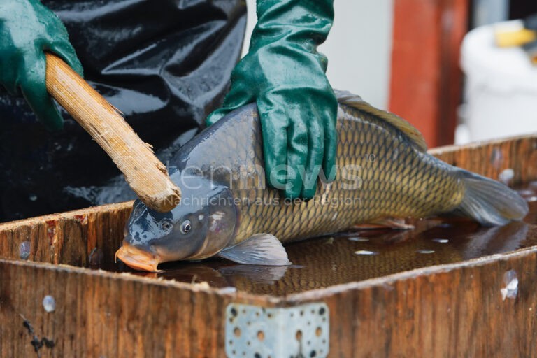 ALDERSBACH - 🐟 Dreister Karpfendiebstahl zwischen Samstag und Sonntag (18./19.10.2025)! Diebe räumen kompletten Fischteich leer - 40 Karpfen gestohlen!