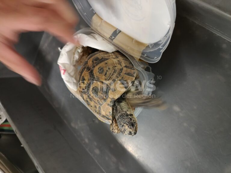 MÜNCHEN - 🐢 Tierschmuggel entdeckt! Sieben Tunesische Landschildkröten ohne Wasser und Nahrung in Eiscreme-Boxen geschmuggelt! 🚨