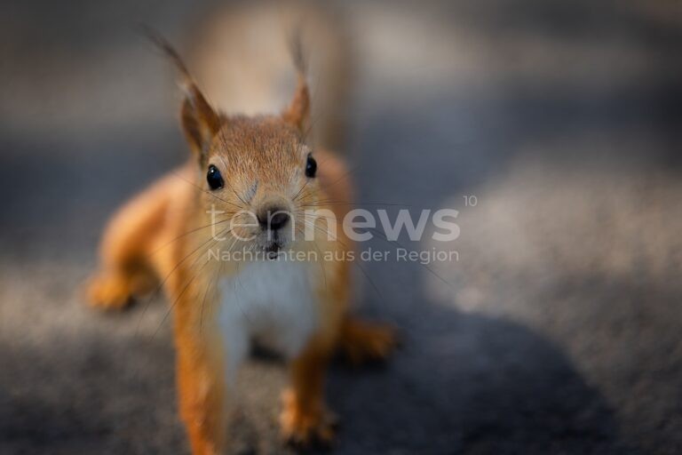 STARNBERG – 🐿 Eichhörnchen löst am Freitag (03.10.2025) Auffahrunfall aus – Motorradfahrer verletzt, 5.000 Euro Schaden. 🚗