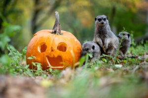 NÜRNBERG - 🎃 Kürbis-Rallye am Freitag (31.10.2025) im Tiergarten! Kürbisse suchen, Lösungswort finden und tolle Preise gewinnen! 🏆