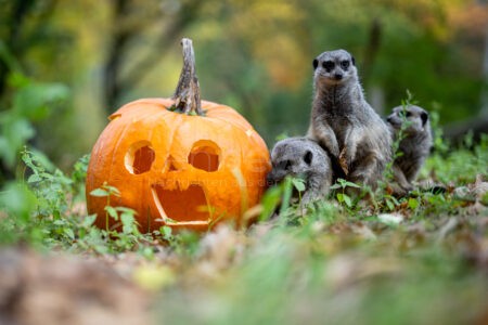 NÜRNBERG - 🎃 Kürbis-Rallye am Freitag (31.10.2025) im Tiergarten! Kürbisse suchen, Lösungswort finden und tolle Preise gewinnen! 🏆