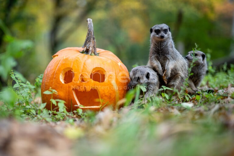 NÜRNBERG - 🎃 Kürbis-Rallye am Freitag (31.10.2025) im Tiergarten! Kürbisse suchen, Lösungswort finden und tolle Preise gewinnen! 🏆