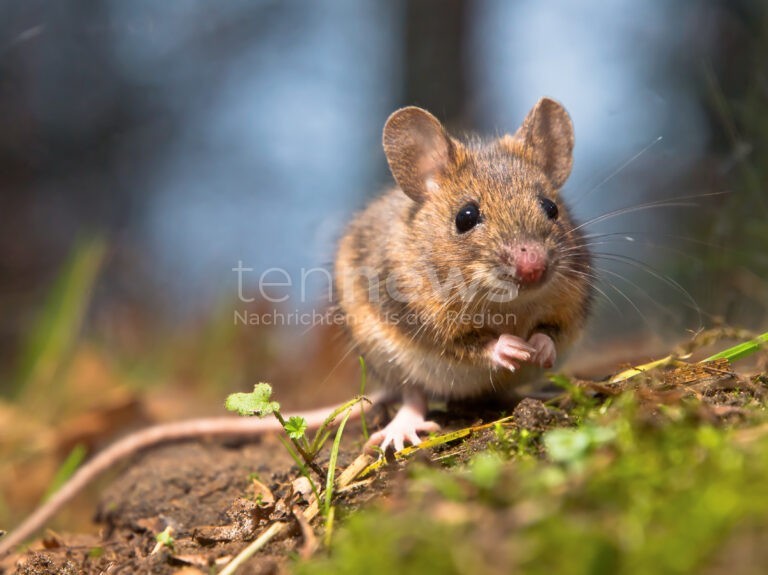 PÖTTMES - Ungewöhnlicher Unfall am Montag (20.10.2025)! Maus löst 3.000 Euro teuren Verkehrsunfall aus - Busfahrer weicht Tier aus!