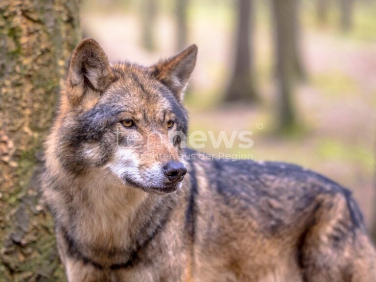 PEGNITZ - 🐺 Toter Jungwolf am Donnerstag (16.10.2025) mit Schussverletzungen im Staatsforst entdeckt! Polizei ermittelt wegen Wilderei! 🚨