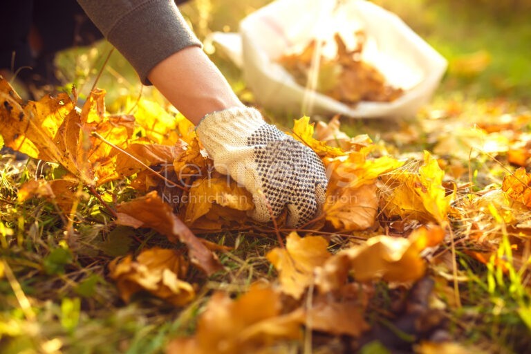 Gartenpflege Oktober - 🍂 Sieben Tipps für Rasen, Igel & Aussaat: So wird der Garten winterfit und blüht im Frühling neu auf! 🦔