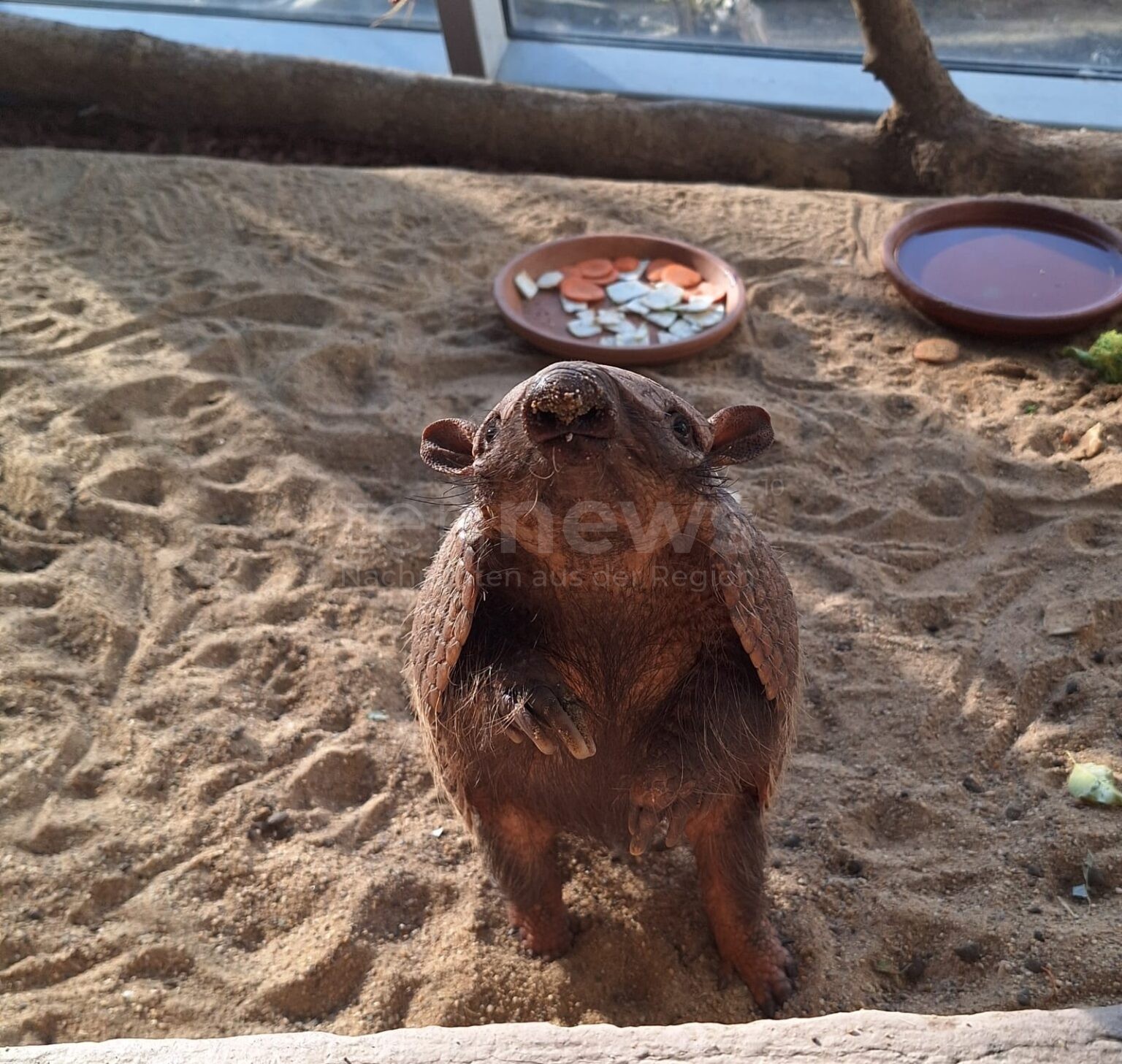 HOF - 🦔 Weißborstengürteltier ist „Zootier des Monats“: Gepanzert, faszinierend und bedroht – Zoo Hof engagiert sich für den Artenschutz! 🌎