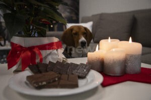 STUTTGART - 🎄 PETA warnt vor Weihnachts-Fallen! Lametta und Schokolade können für Haustiere tödlich sein! 🐕