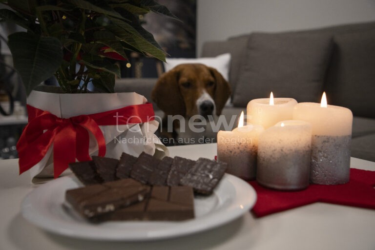 STUTTGART - 🎄 PETA warnt vor Weihnachts-Fallen! Lametta und Schokolade können für Haustiere tödlich sein! 🐕