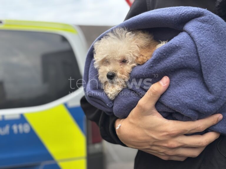 STUTTGART / STRAßBURG - 🐕 EU beschließt Chip-Pflicht für Hunde und Katzen! PETA fordert Verbot des Onlinehandels! 🐱