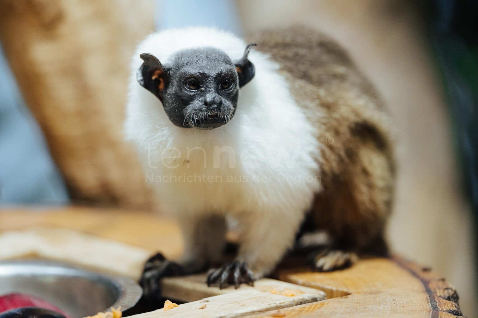MÜNCHEN - 🐒 Zweifarbentamarine neu im Tierpark Hellabrunn! Seltene Krallenaffen kämpfen gegen das Aussterben - wichtiger Artenschutz! 🌿