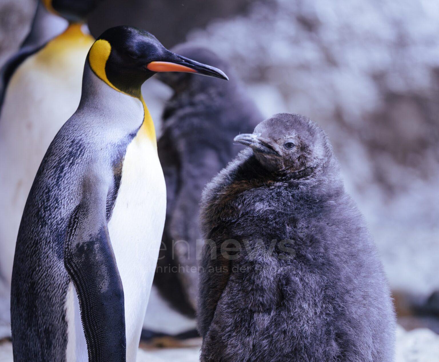 MÜNCHEN - 🐧 Süßer Nachwuchs am 22. August und 11. September! Zwei Königspinguin-Babys in Hellabrunn geschlüpft - eines wiegt bereits 11,4 kg! 🎉
