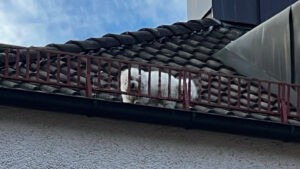 MÜNCHEN - 🐕 Hund sitzt am Montag (03.11.2025) in acht Metern Höhe auf Hausdach fest! Feuerwehr gelingt Rettung mit Leckerlis! Halter gesucht! 🚒