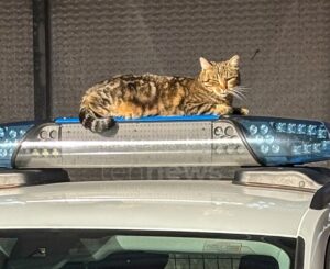 SCHROBENHAUSEN - 🐱 Katze macht Pause auf Polizeiauto! Beamte müssen anderen Streifenwagen nehmen - außergewöhnlicher Gast! 🚔