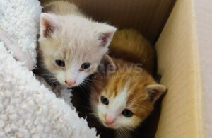 OBING - 🐱 Tierrettung am Mittwoch (27.11.2025)! Münchner Paar fand zwei Babykatzen - Katzenmama war überfahren - Kätzchen vor Kältetod gerettet! ❤️