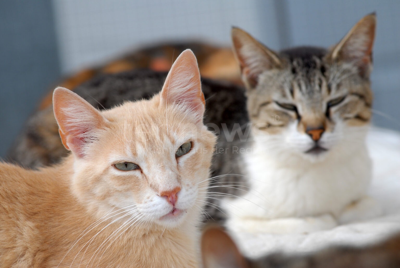 DEUTSCHLAND - 🐱 Vogelgrippe-Gefahr für Haustiere! Katzen besonders gefährdet - Freigang möglicherweise zeitweise einschränken! ⚠️