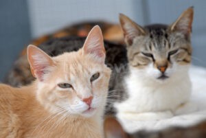 DEUTSCHLAND - 🐱 Vogelgrippe-Gefahr für Haustiere! Katzen besonders gefährdet - Freigang möglicherweise zeitweise einschränken! ⚠️