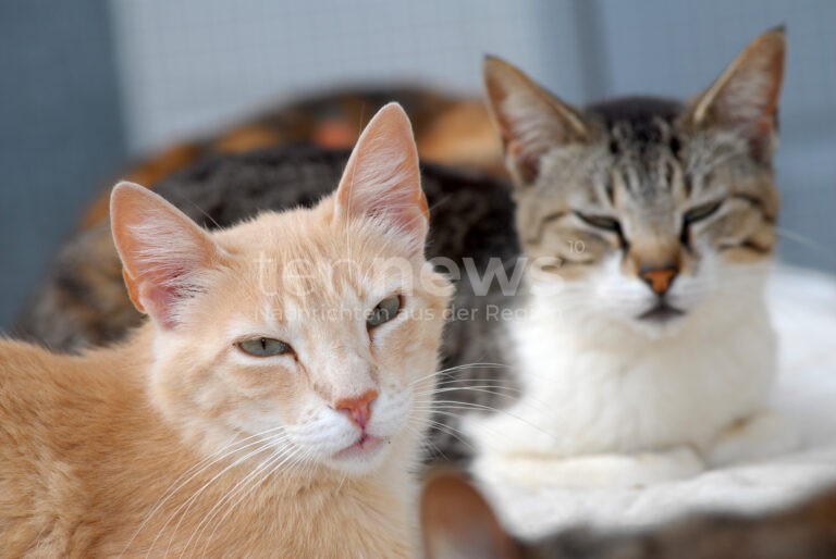 DEUTSCHLAND - 🐱 Vogelgrippe-Gefahr für Haustiere! Katzen besonders gefährdet - Freigang möglicherweise zeitweise einschränken! ⚠