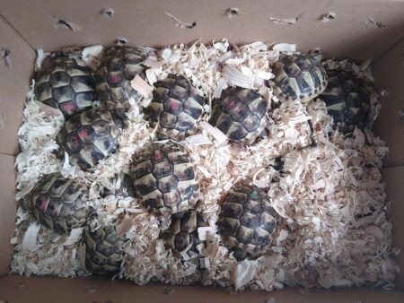 FÜSSEN - 🐢 Illegaler Tiertransport am Sonntag (09.11.2025) gestoppt! 31 Schildkröten in Schuhkartons - Fahrer ohne Führerschein! 🚔